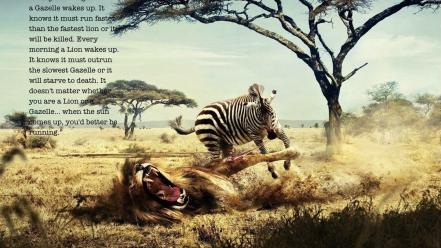 Quotes zebras lions wallpaper