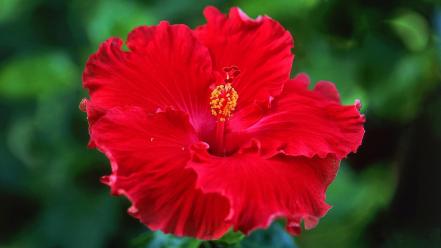 Red flowers hibiscus wallpaper