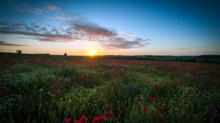 Sun dawn flowers fields united kingdom poppies wallpaper