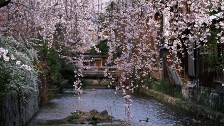 Water japan cherry blossoms flowers spring (season) wallpaper