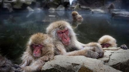 Animals hdr photography snow monkey japanese macaque wallpaper
