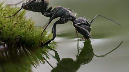 Animals insects ants moss macro drinking hymenopthera photography wallpaper