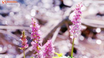 Bokeh depth of field smashing magazine pink wallpaper