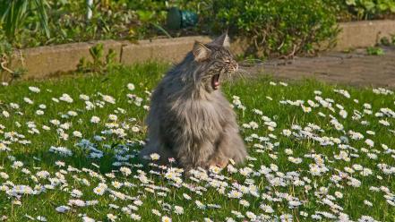 Cats animals garden yawn chamomile white flowers wallpaper