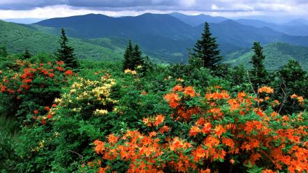 Flowers bloom trail flame appalachian azaleas north carolina wallpaper