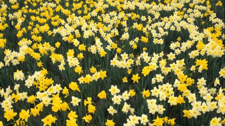 Flowers garden daffodils hillside louisville wallpaper