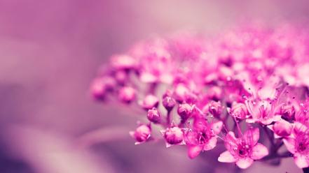 Flowers pink ea blurred background wallpaper