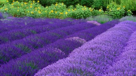 Flowers purple lavender washington farm wallpaper