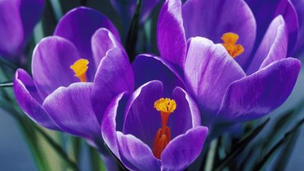 Flowers spring (season) crocus purple wallpaper
