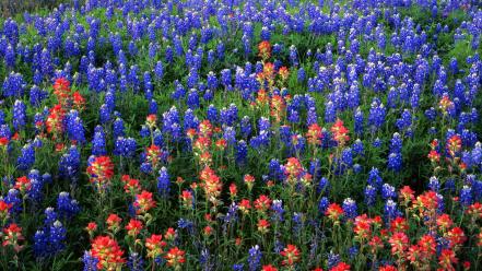 Flowers texas bluebonnet wallpaper
