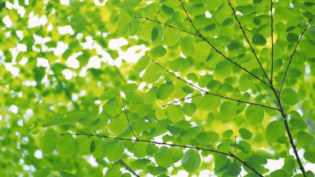 Green nature leaves wallpaper