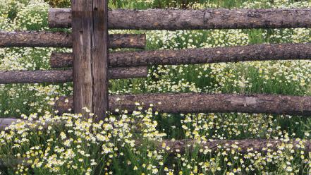 Landscapes flowers forest national colorado chamomile wallpaper