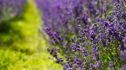 Nature flowers bokeh lavender depth of field purple wallpaper