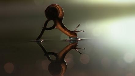 Water animals snails wallpaper