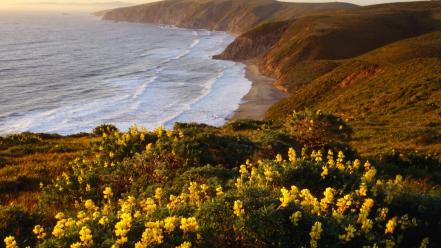 Yellow point california national sea shorelines lupine wallpaper