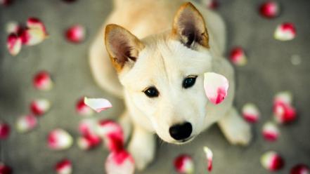 Animals dogs flower petals looking up wallpaper