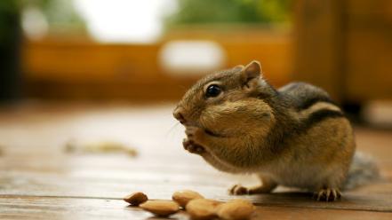 Animals nuts backyard chipmunks wallpaper