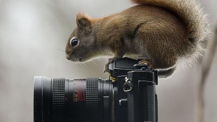 Animals squirrels cameras objects wild riding wallpaper