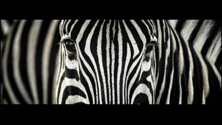 Animals zebras south africa stripes wallpaper