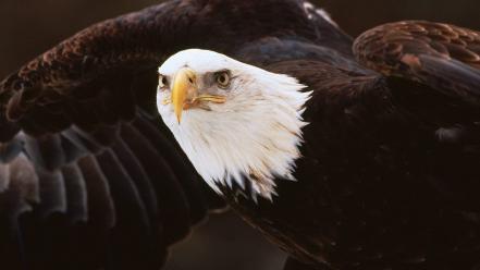 Birds bald eagles wallpaper