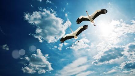 Birds skyscapes storks wallpaper