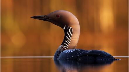 Black birds diver loon wallpaper