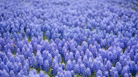 Bokeh depth of field meadows blue hyacinths wallpaper