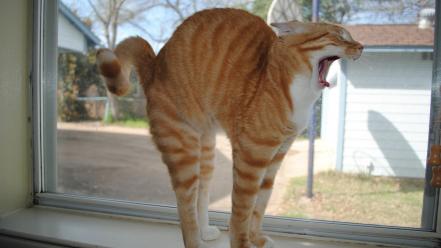 Cats animals funny stretching wallpaper