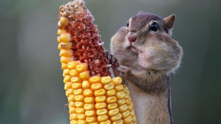 Corn hamsters chipmunks natural wallpaper