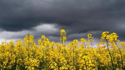 Landscapes nature flowers yellow wallpaper