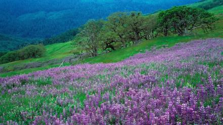Landscapes nature hills meadows purple flowers lupine wallpaper