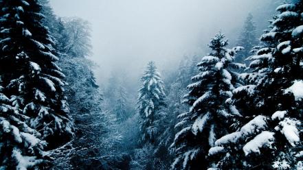 Landscapes nature winter snow evergreens snowing wallpaper
