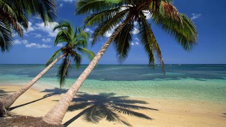 Nature beach coconut palm trees seascapes dominican republic wallpaper