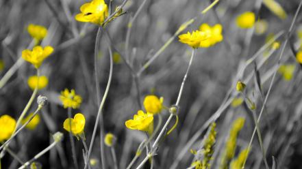 Nature flowers selective coloring yellow wallpaper