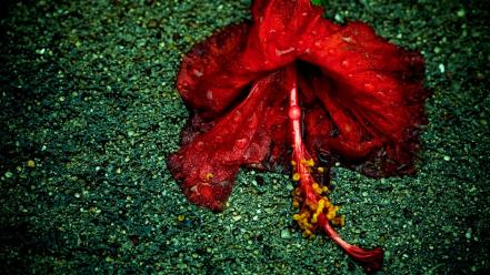 Nature national geographic hibiscus wallpaper