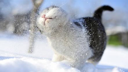 Nature snow cats animals wallpaper