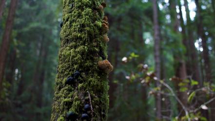 Nature trees forest mushrooms moss wallpaper