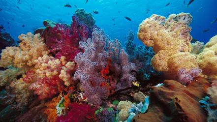 Ocean multicolor fish reef underwater wallpaper