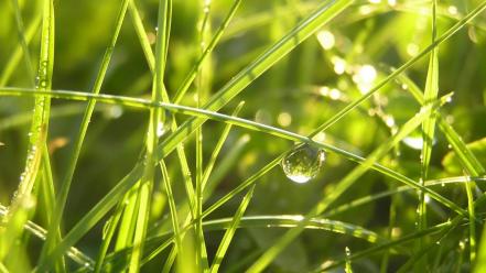 Water drop grass wallpaper