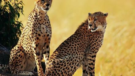 Animals cheetahs feline wallpaper
