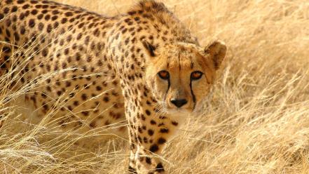 Animals cheetahs feline wallpaper