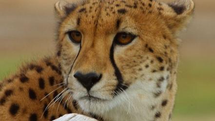 Animals cheetahs feline zoo wallpaper