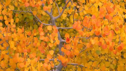 Autumn (season) the fall california nevada aspen sierra wallpaper