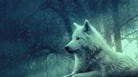 Canine mammals carnivorous paws white wolf wolves wallpaper