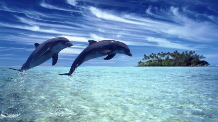 Clouds nature animals islands dolphins sea wallpaper