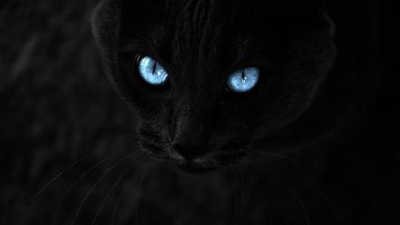 Eyes cats blue wallpaper