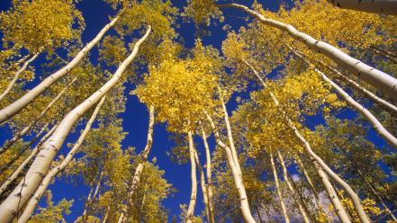 Floor autumn (season) forest canada yukon wallpaper