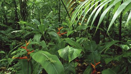 Green forest costa rica wallpaper