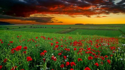 Landscapes flowers anemones (flower) skies wallpaper