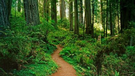 Landscapes forest path california national park wallpaper